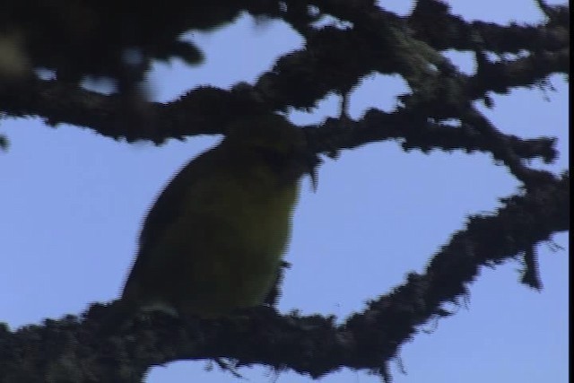 Maui Parrotbill - ML427924