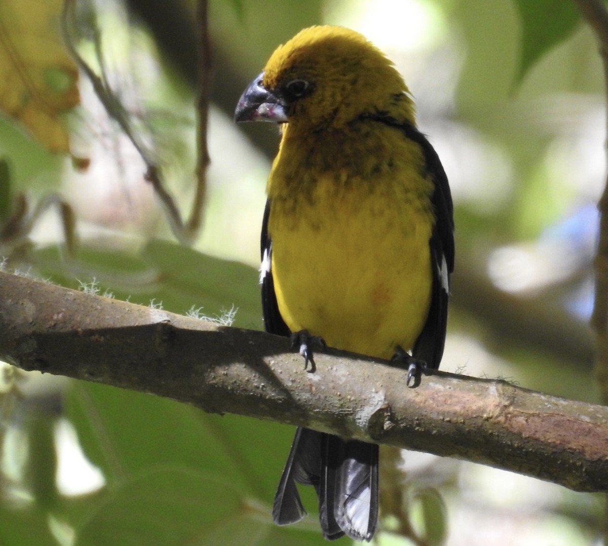 Black-thighed Grosbeak - ML427924551
