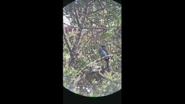 Toucan bleu - ML427925381