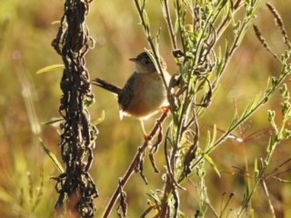 Grass Wren - ML427926171