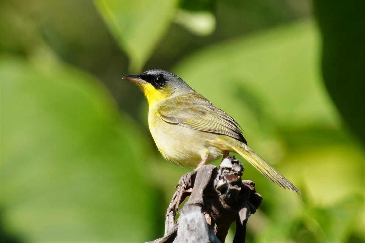 Gray-crowned Yellowthroat - ML427926791