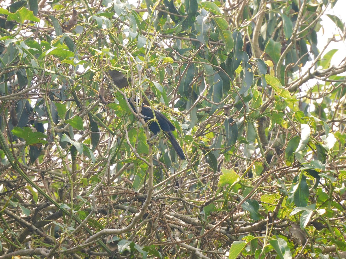 Variable Oriole - ML427928241