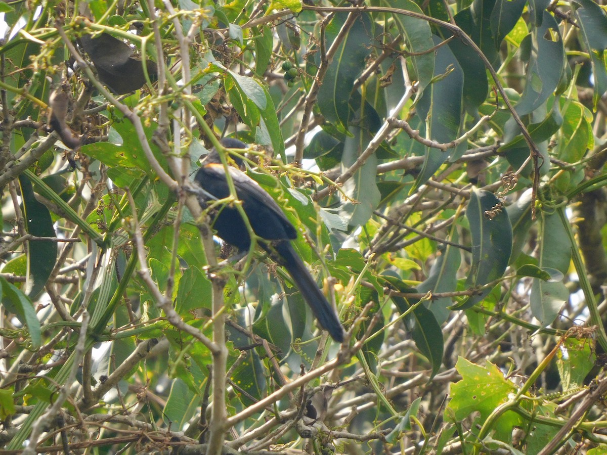 Variable Oriole - ML427928251