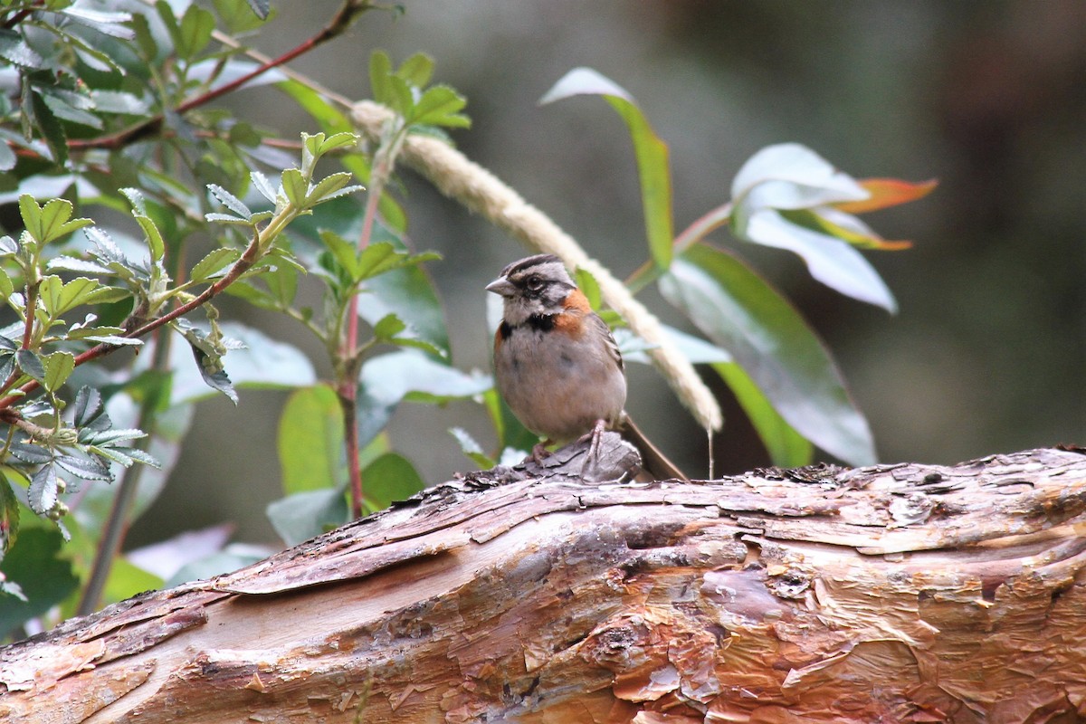 Rufous-collared Sparrow - ML427928701