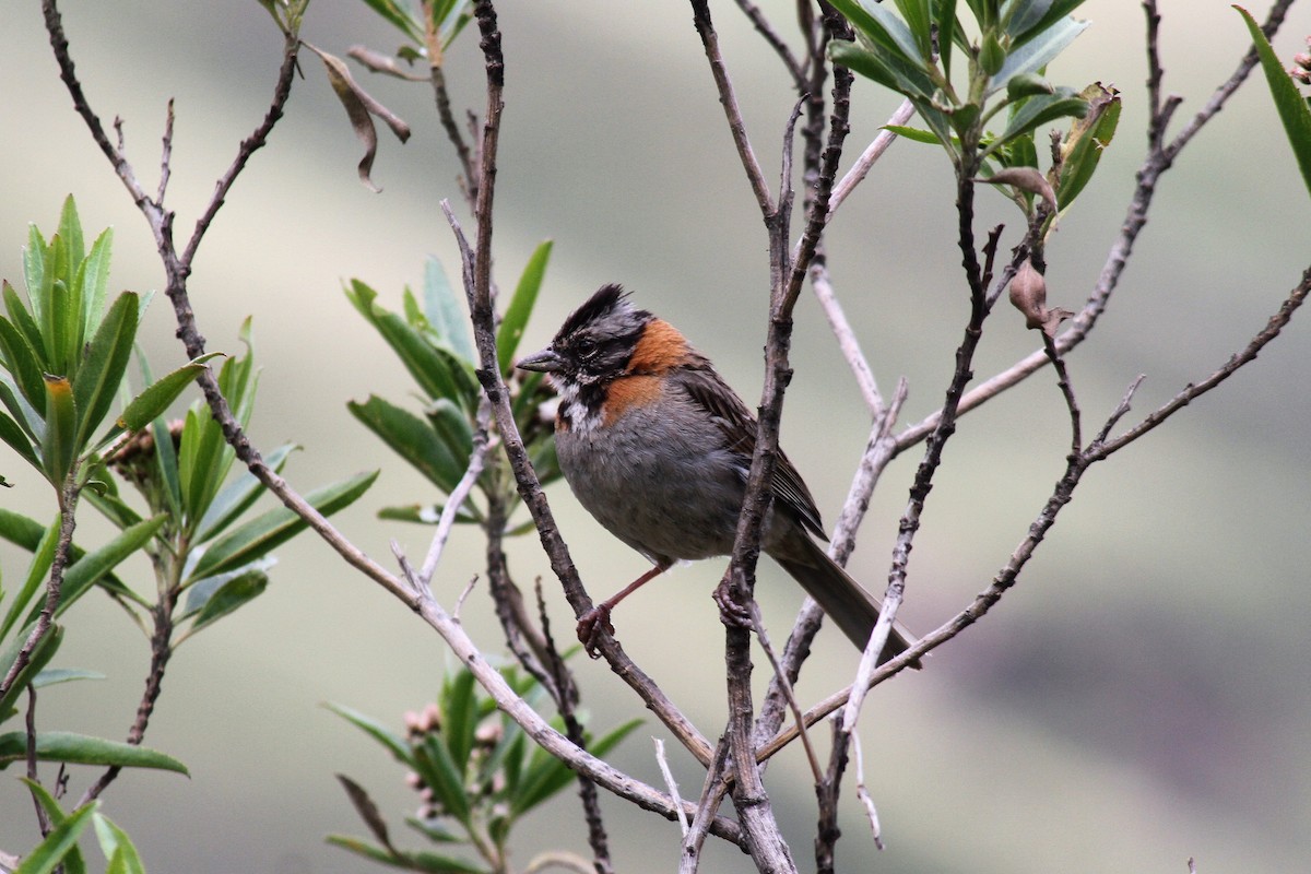 Rufous-collared Sparrow - ML427928711