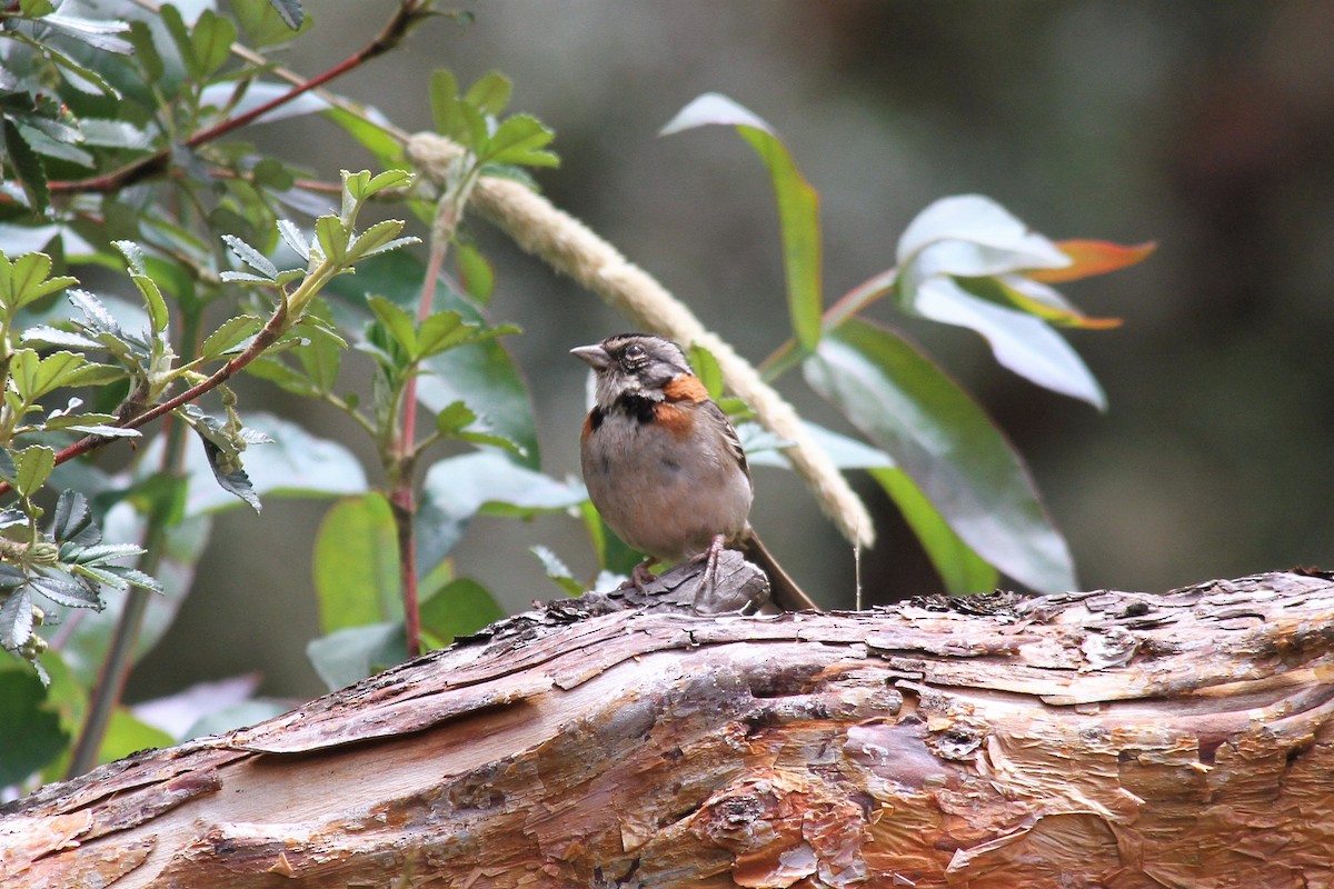 Rufous-collared Sparrow - ML427928731