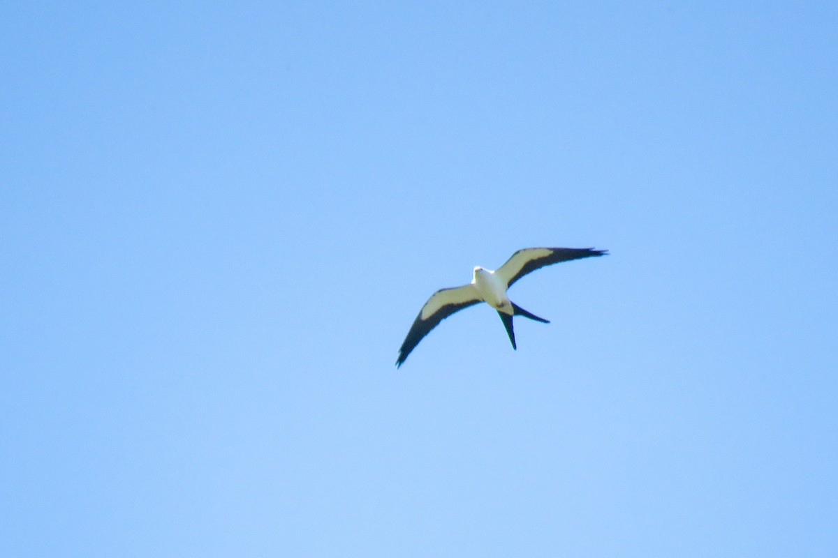 Swallow-tailed Kite - ML427928991