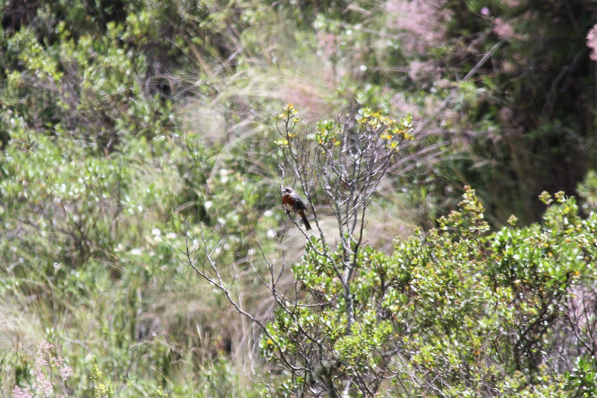 Chestnut-breasted Mountain Finch - ML427929031