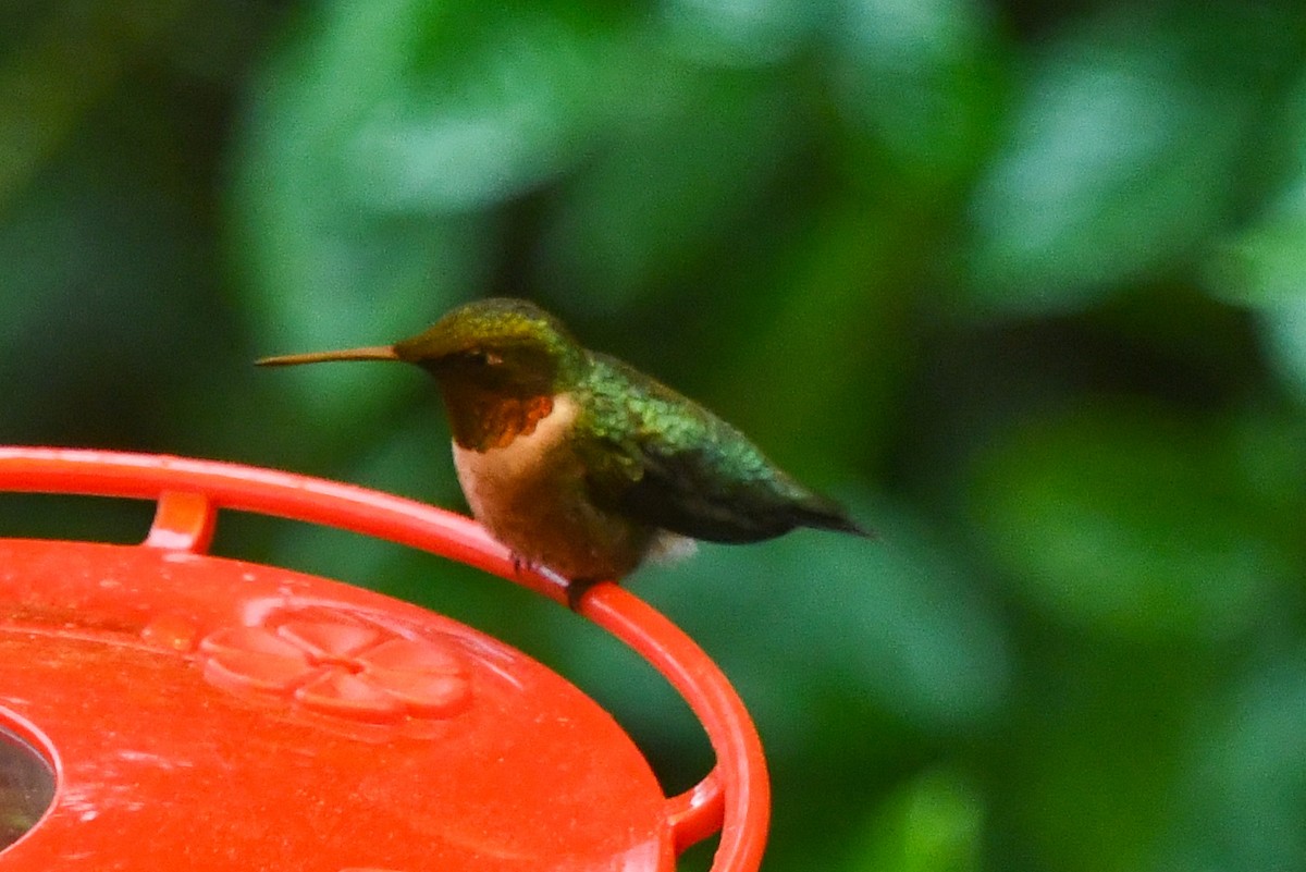 Ruby-throated Hummingbird - ML427929271