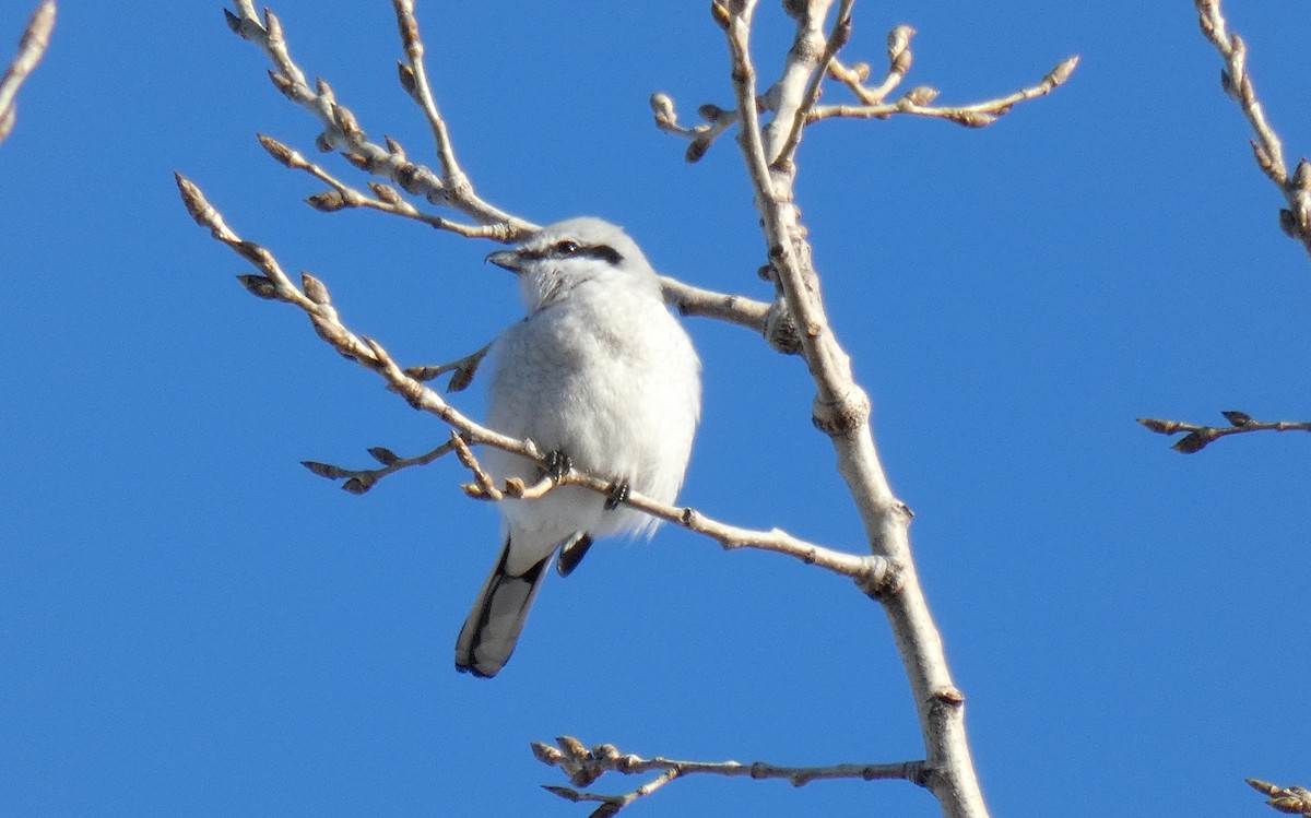 Northern Shrike - ML427929281