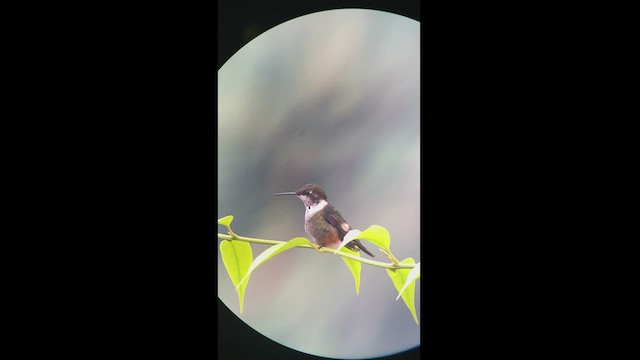 Purple-throated Woodstar - ML427929721