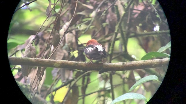 Club-winged Manakin - ML427930031