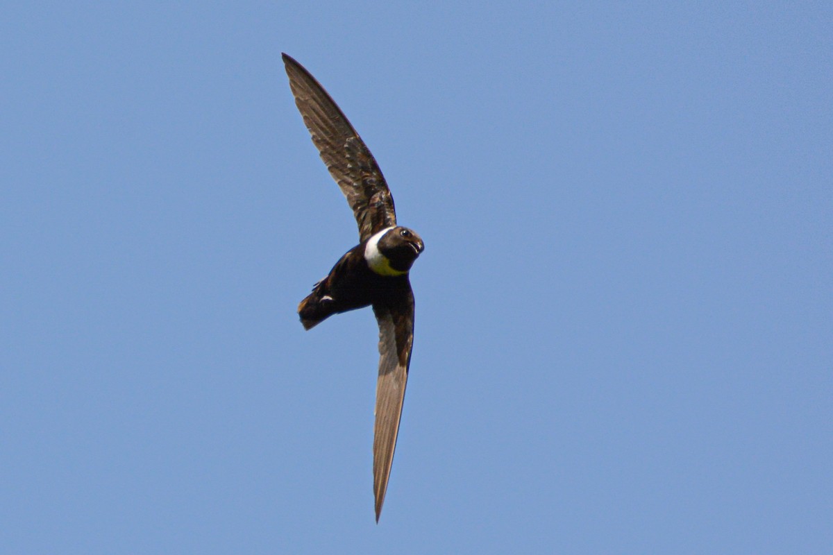 White-collared Swift - Patrick Maurice