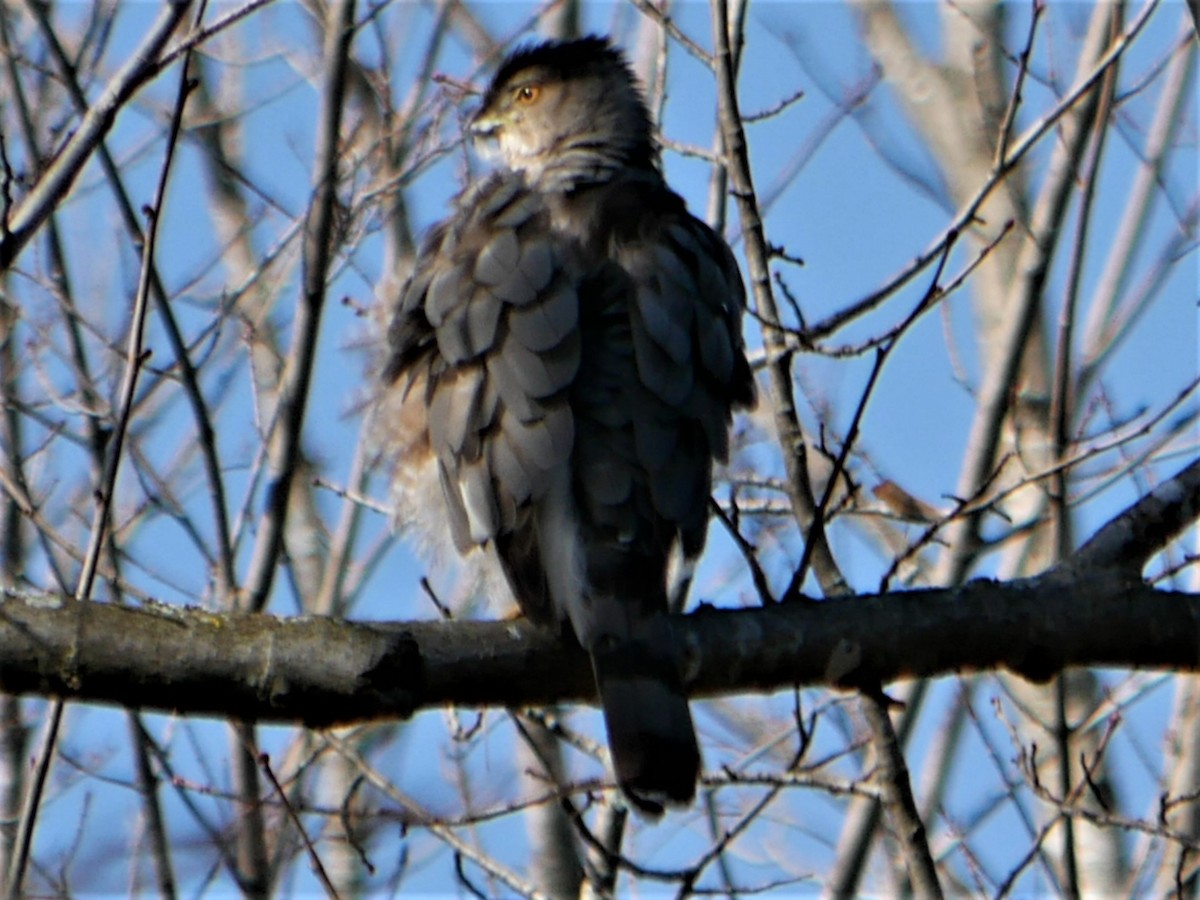 Cooper's Hawk - ML427931321