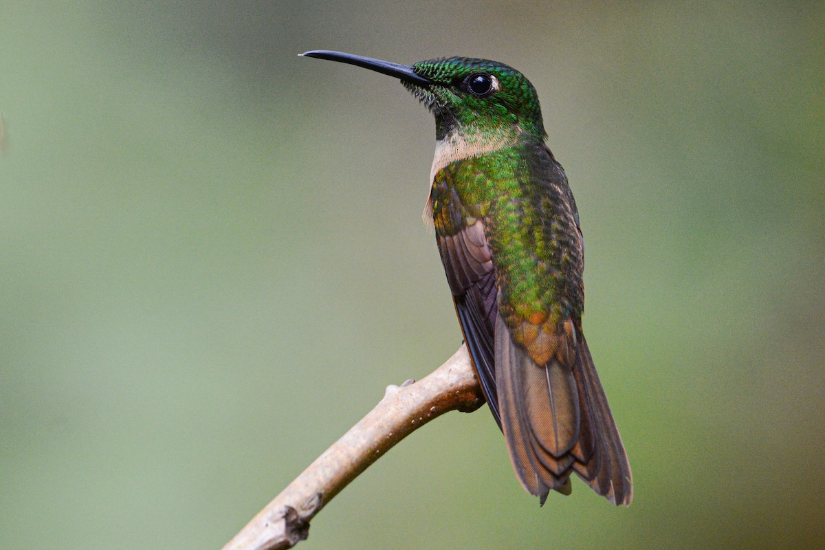 Fawn-breasted Brilliant - ML427931381