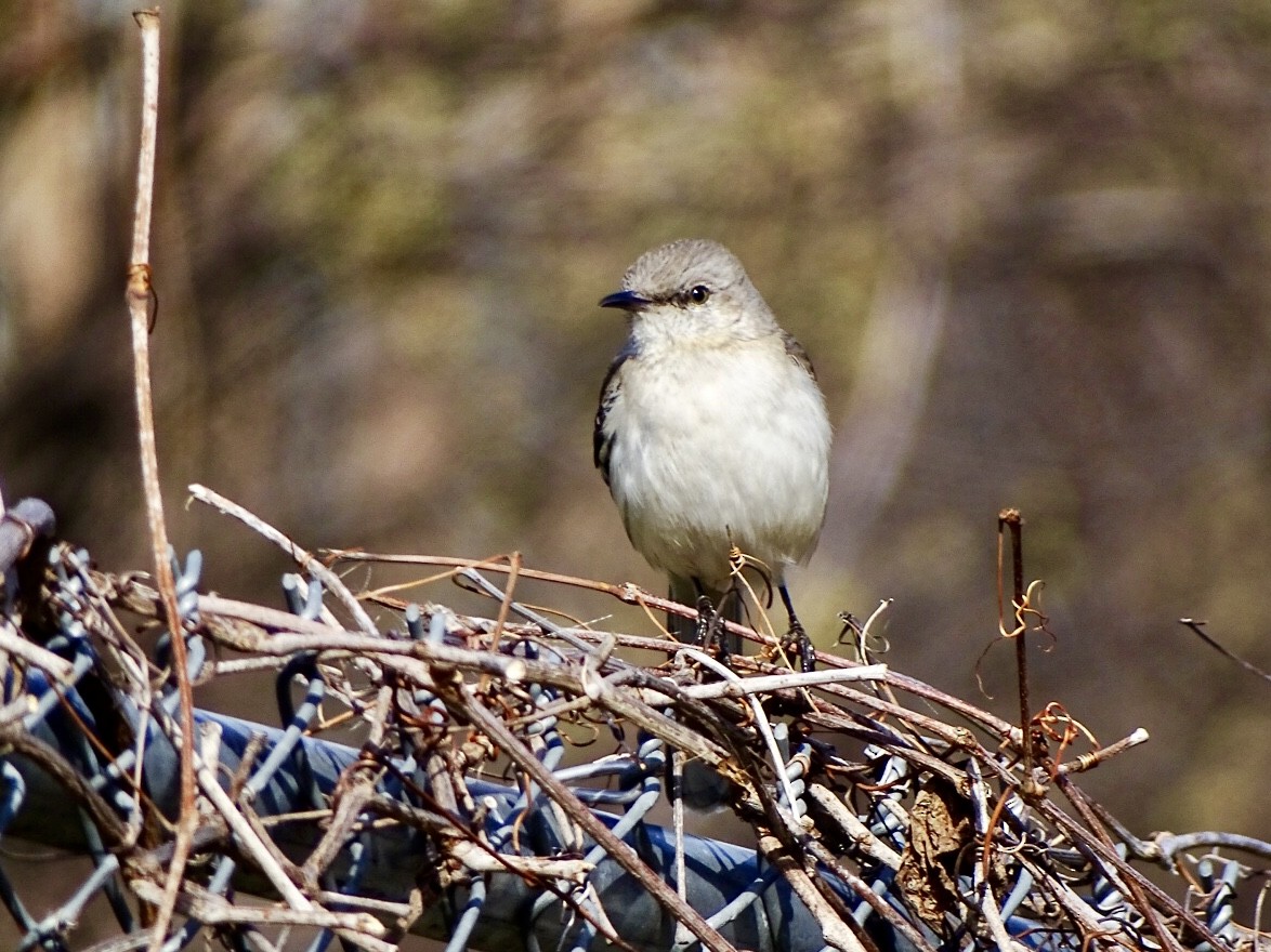 Northern Mockingbird - ML427931531