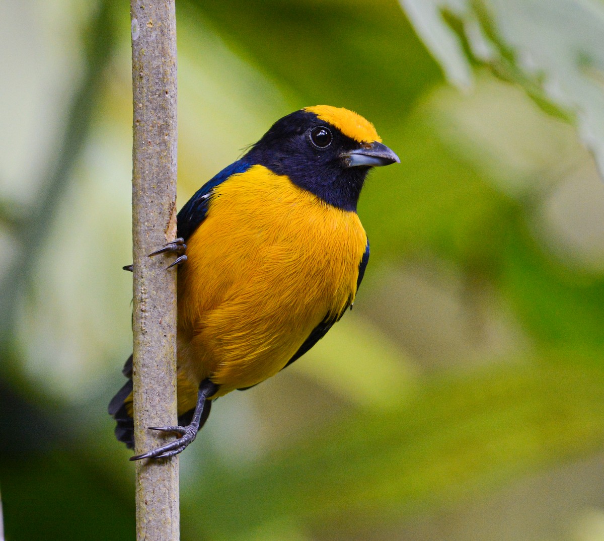 Orange-bellied Euphonia - Patrick Maurice