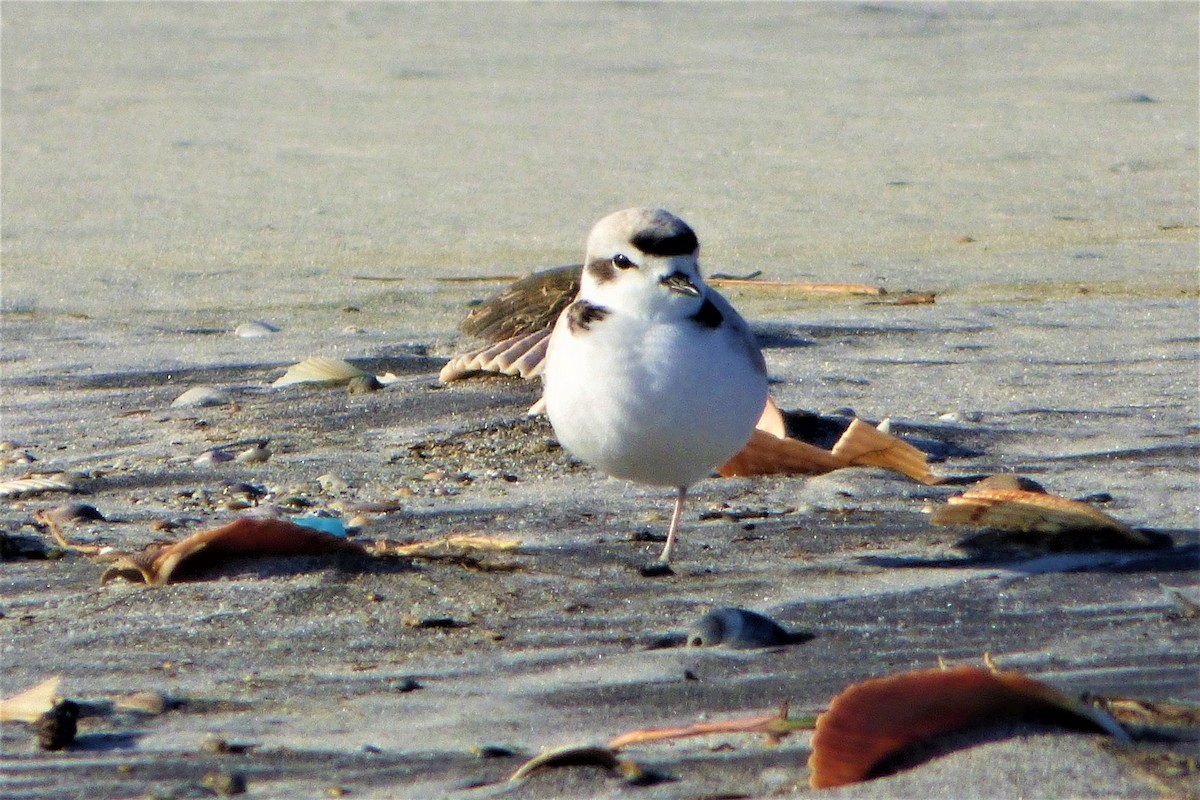 Snowy Plover - ML42793221