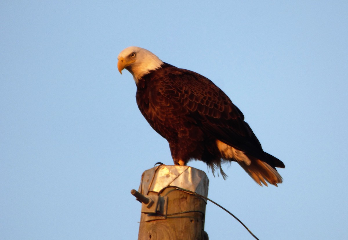 Weißkopf-Seeadler - ML42793241