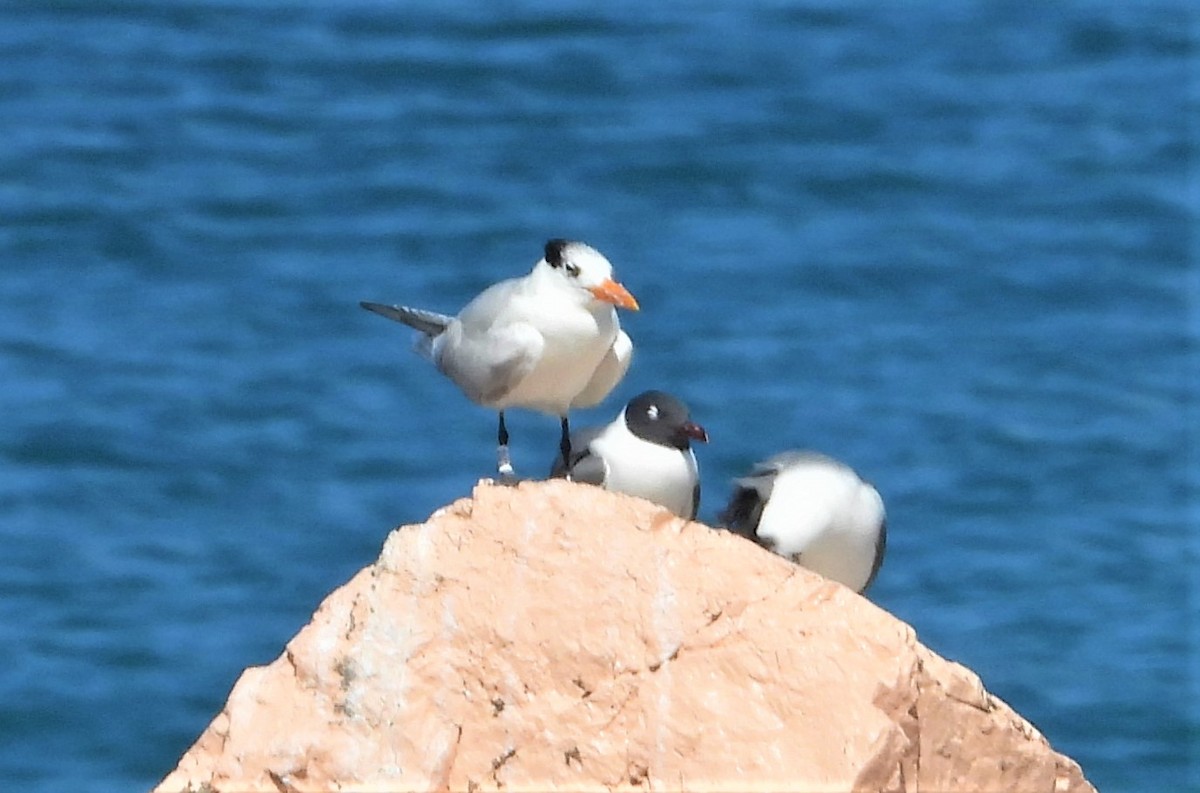 Royal Tern - ML427932591