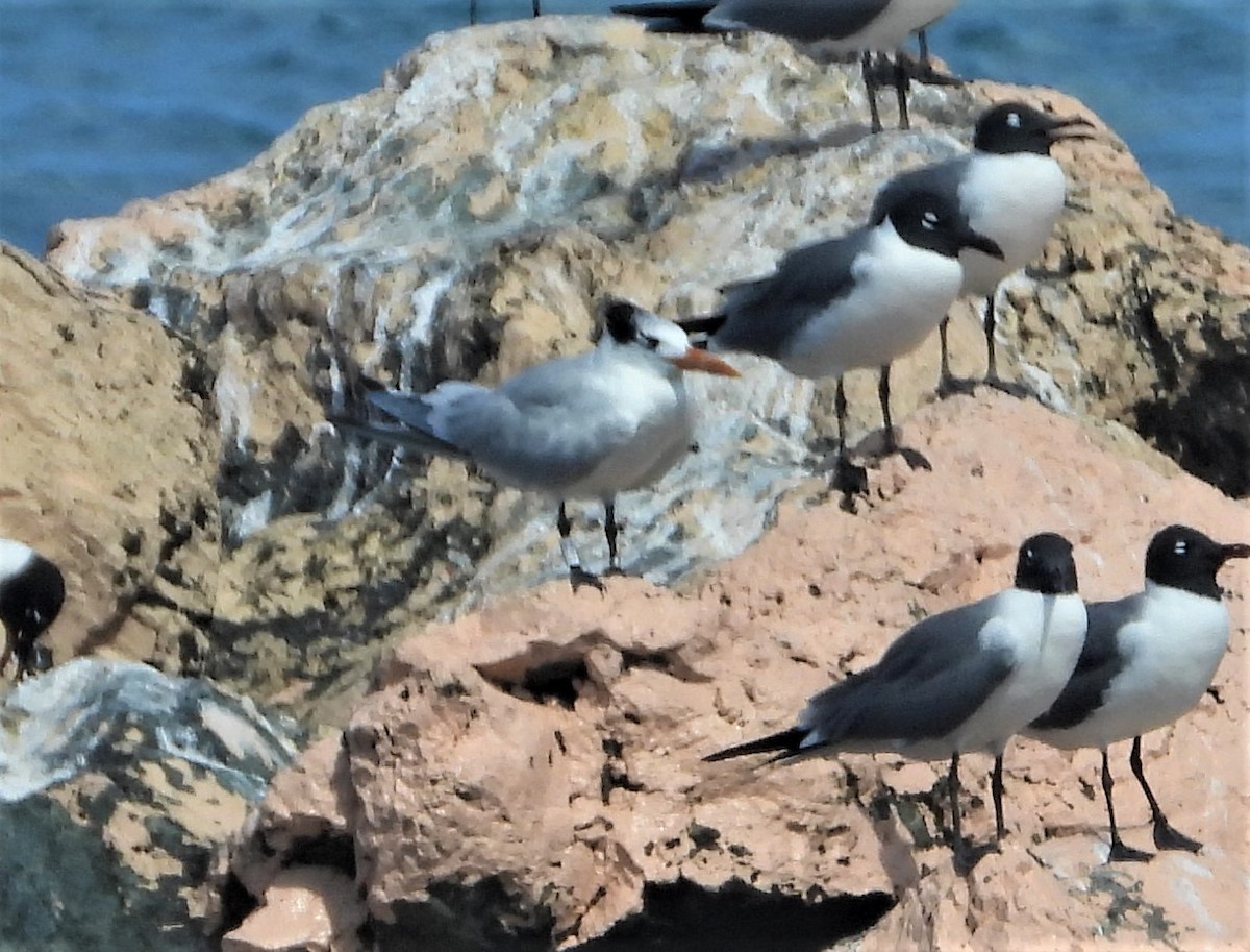 Royal Tern - ML427932691