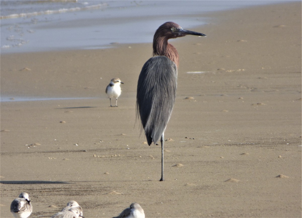 Reddish Egret - ML42793291