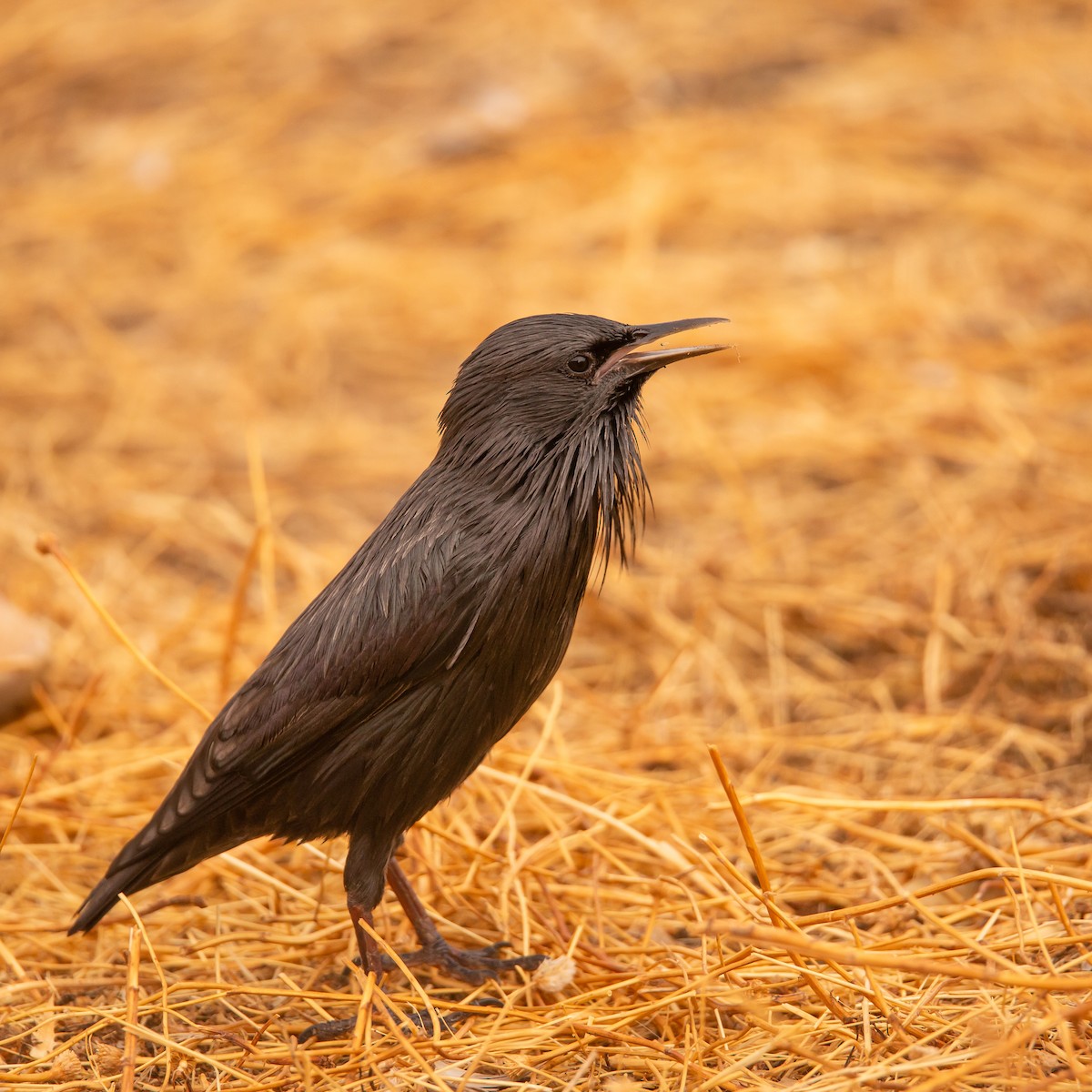 Spotless Starling - ML427933621