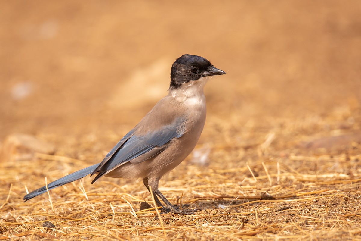 Iberian Magpie - Carolien Hoek