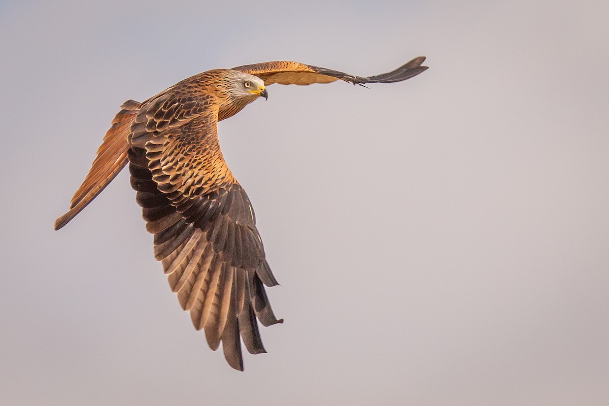 Red Kite - ML427934221