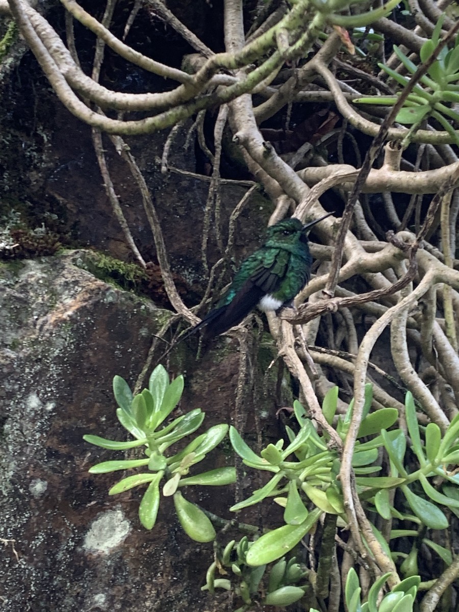 Glowing Puffleg - ML427934281