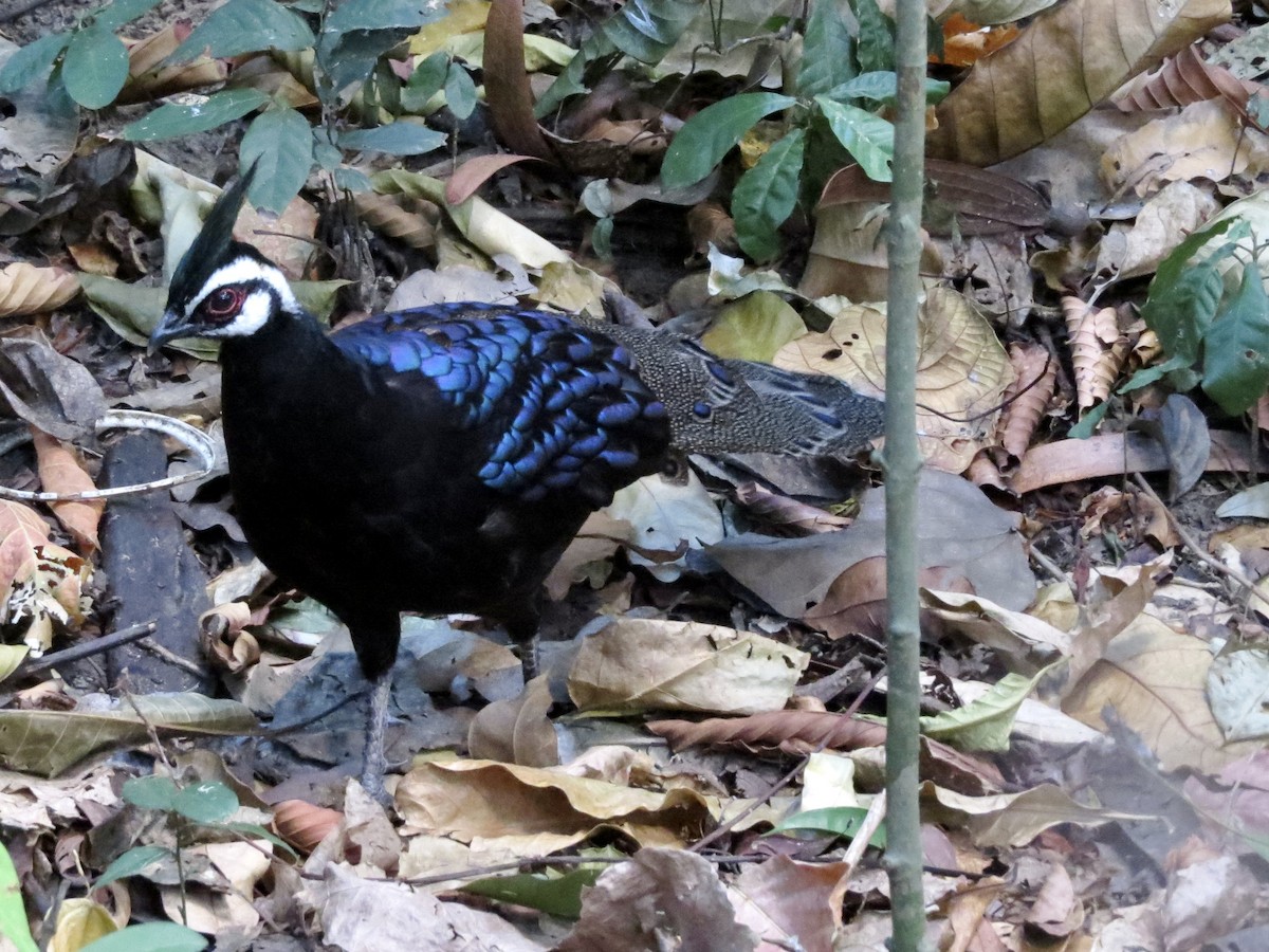 Palawan Peacock-Pheasant - ML427934451