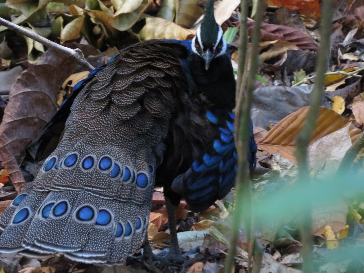 Palawan Peacock-Pheasant - ML427934491