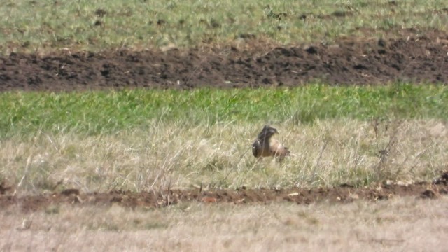 Hen Harrier - ML427934731