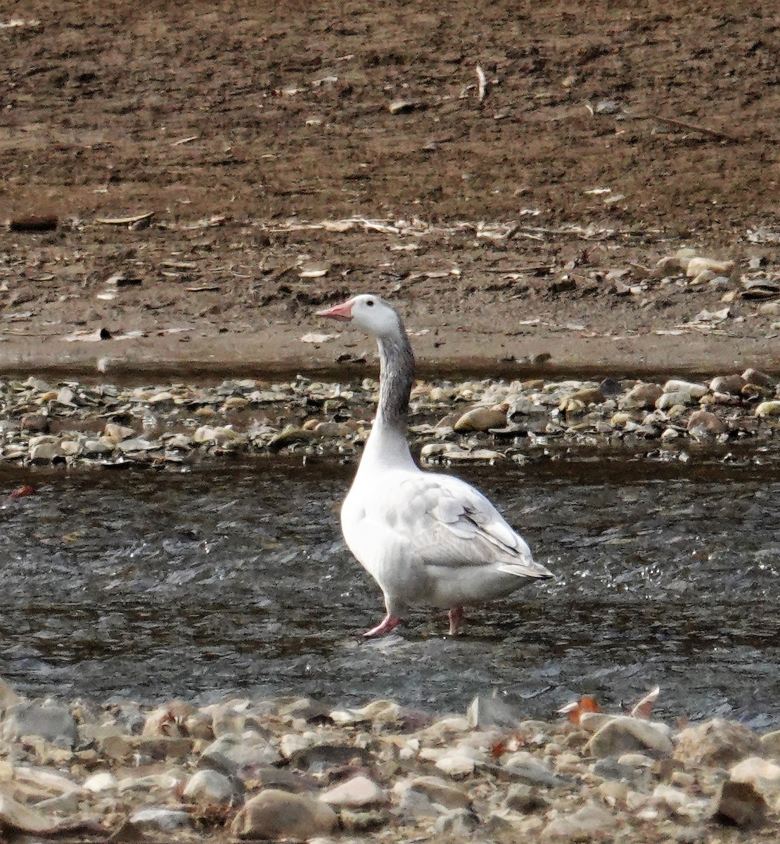 Graylag Goose (Domestic type) - ML427939361