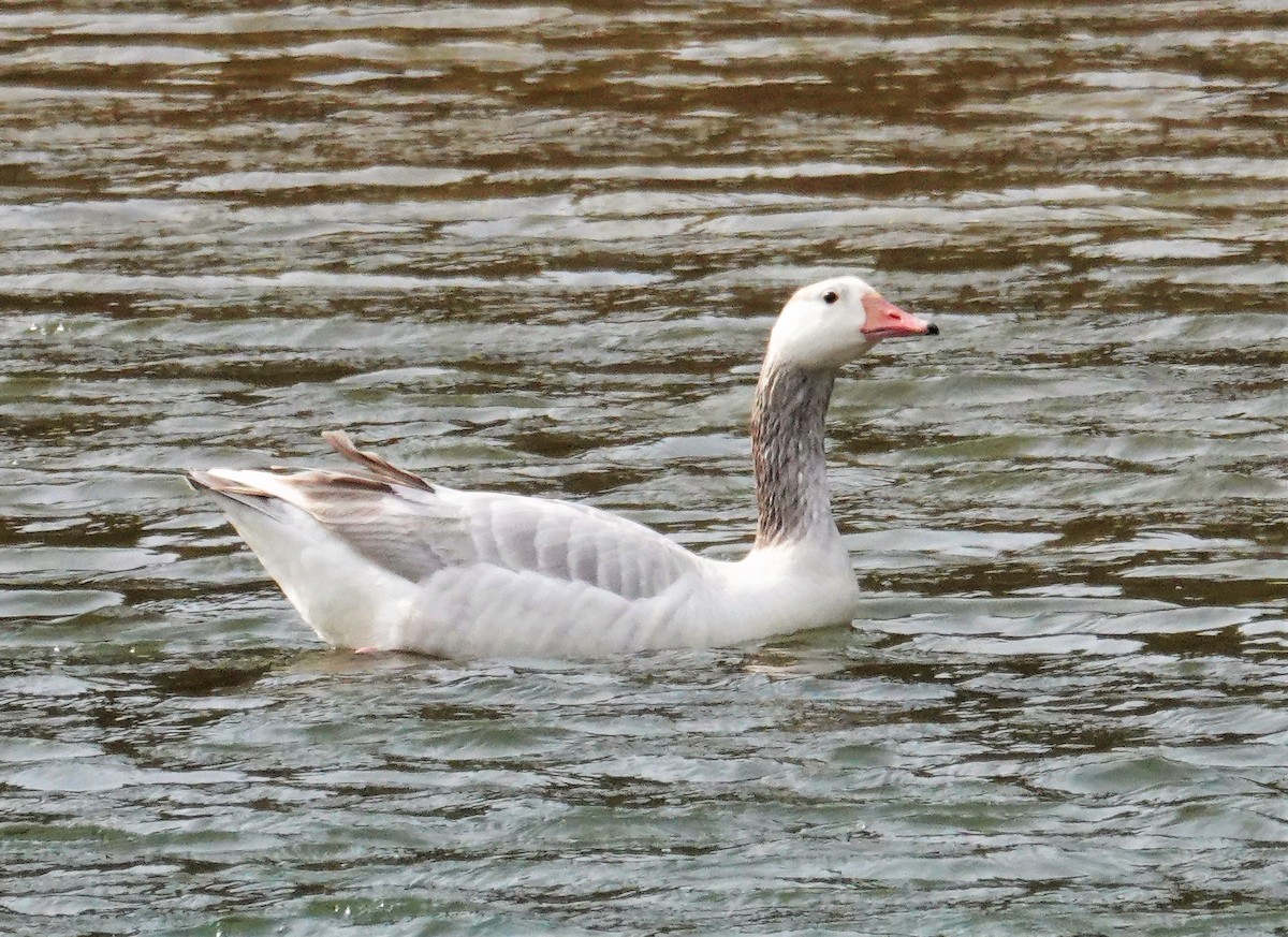 Graylag Goose (Domestic type) - ML427939381
