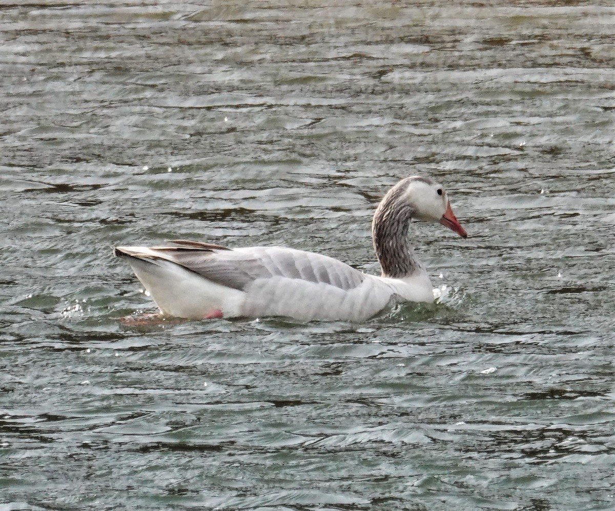 Graylag Goose (Domestic type) - ML427939391