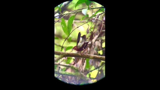 Club-winged Manakin - ML427939571