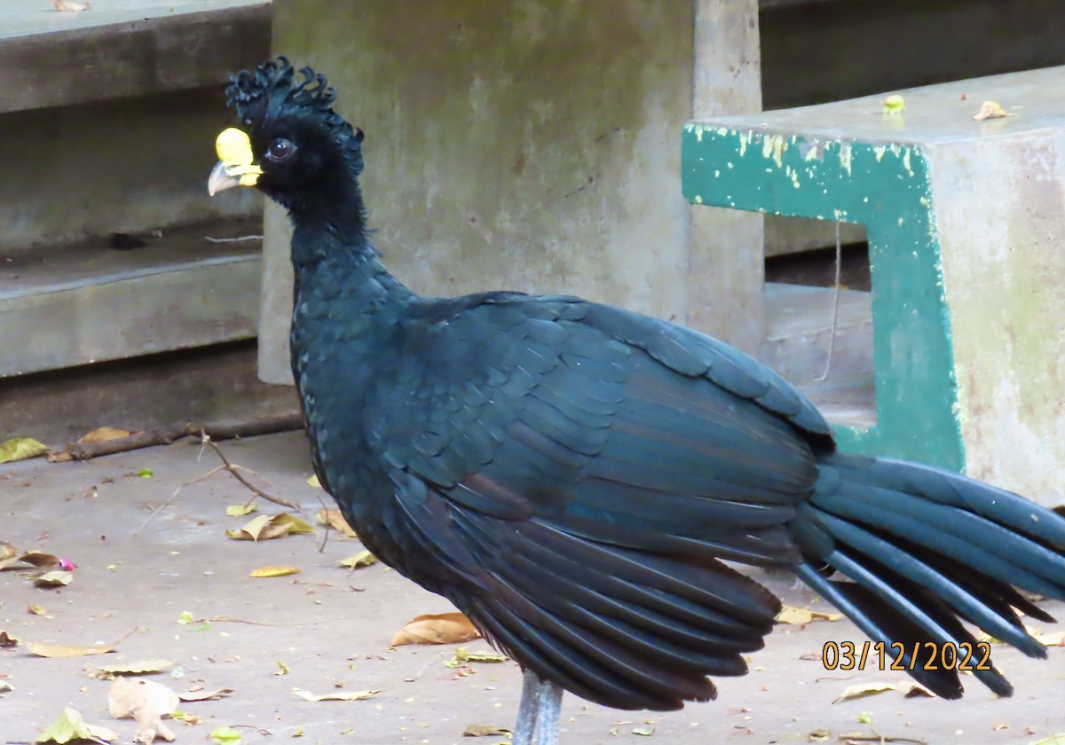 Great Curassow - Rod MacKenzie