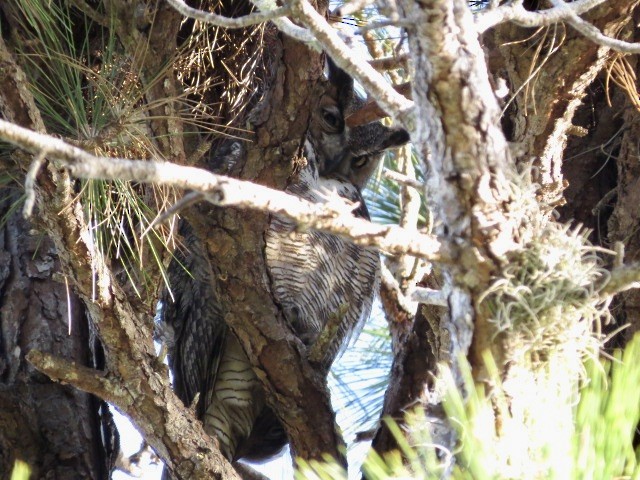 Great Horned Owl - ML427939691