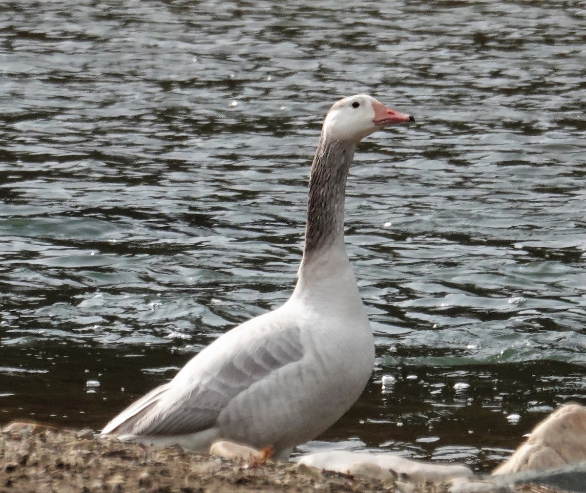 Graylag Goose (Domestic type) - ML427940041