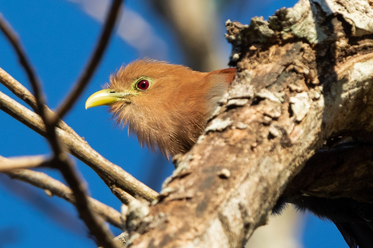 Squirrel Cuckoo - Gordon Starkebaum