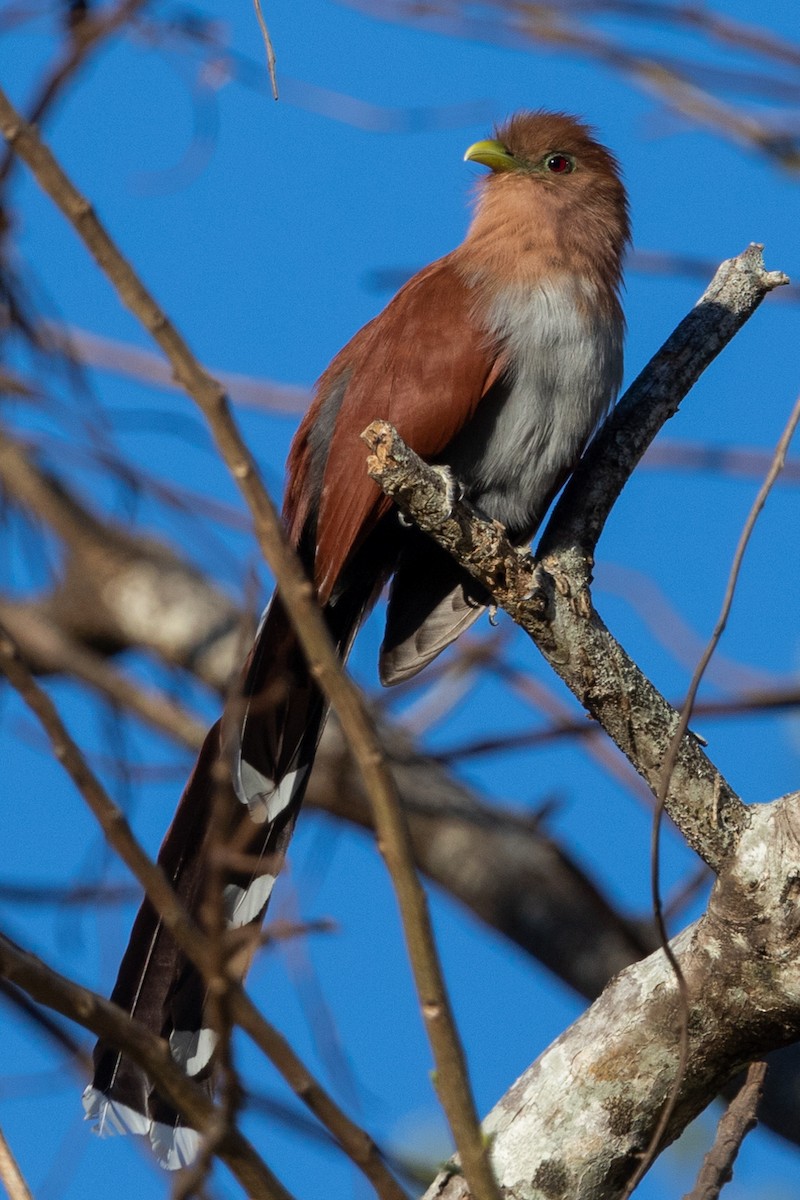 Squirrel Cuckoo - Gordon Starkebaum