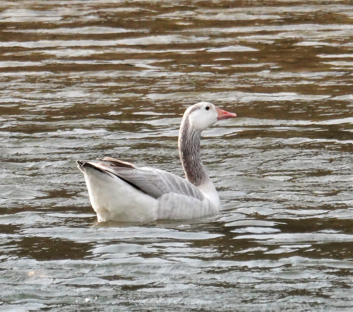 Graylag Goose (Domestic type) - ML427940411