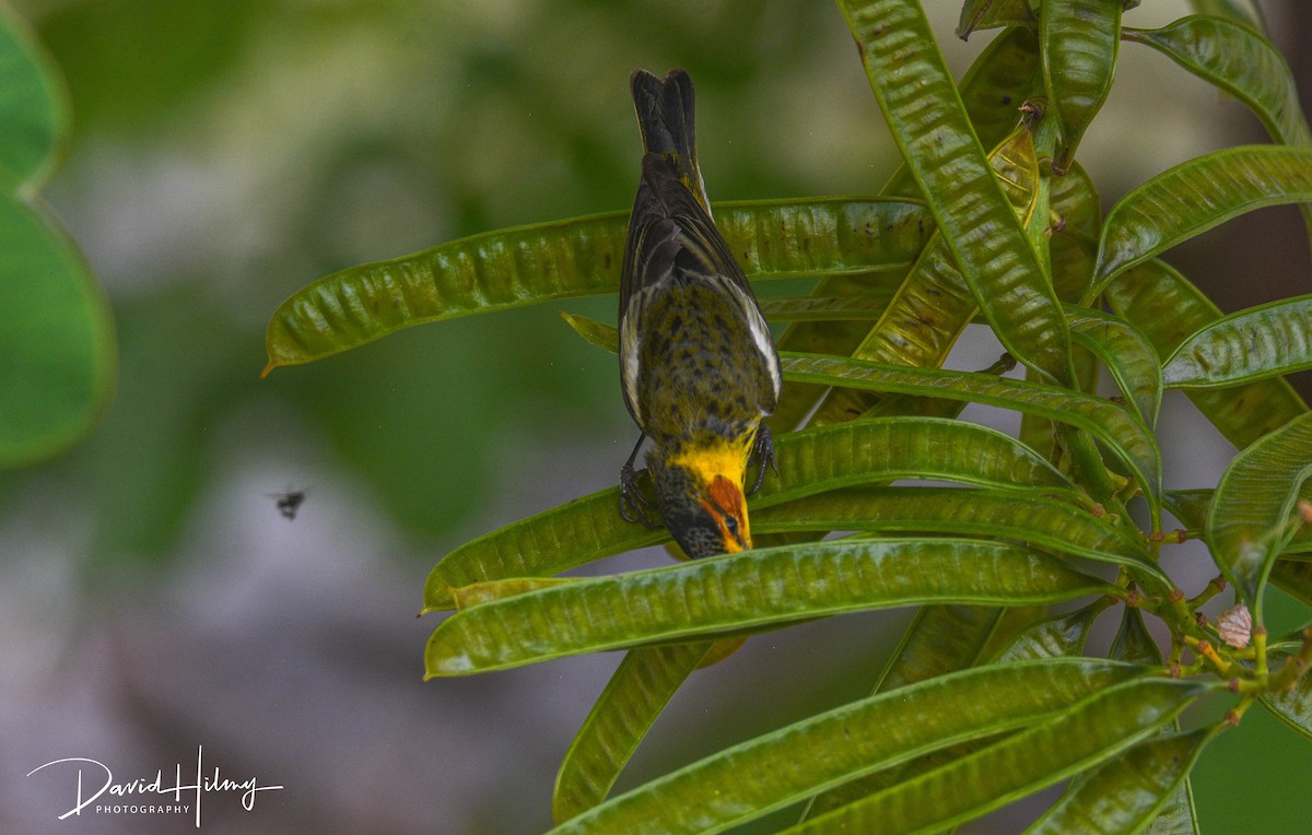 Cape May Warbler - ML427941351