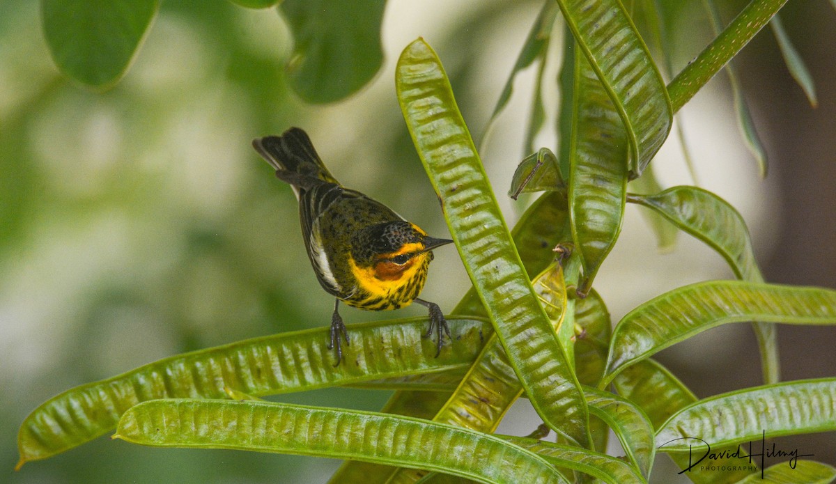Cape May Warbler - ML427941361