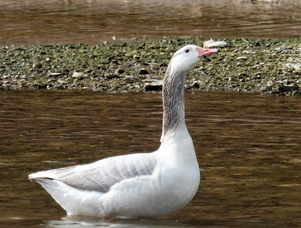 Graylag Goose (Domestic type) - ML427941561