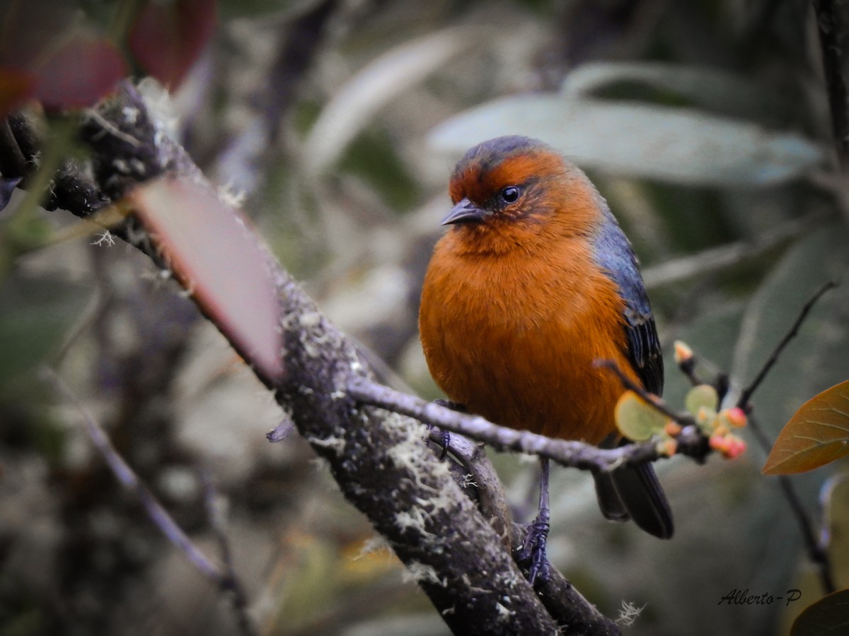 Rufous-browed Conebill - Alberto Peña