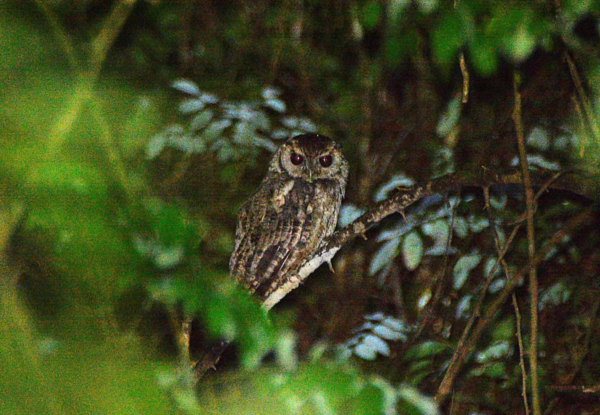 Black-capped Screech-Owl - ML427944081