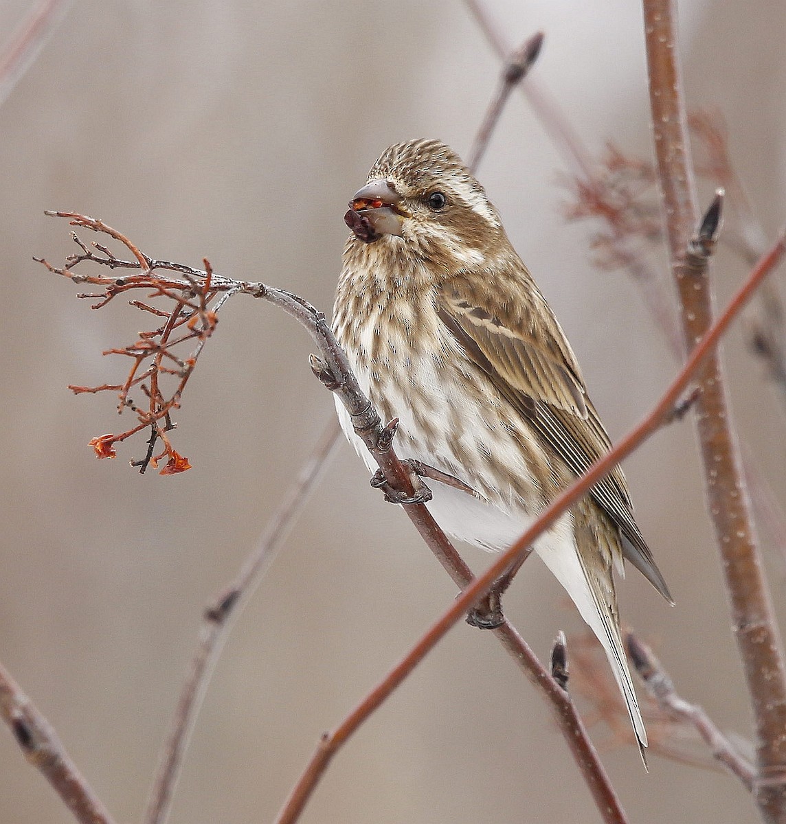 Purple Finch - ML427945531