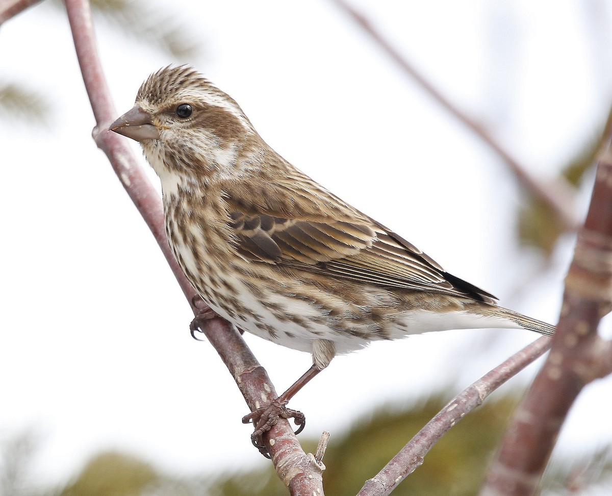 Purple Finch - ML427945541